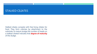 STALKED CILIATES
Stalked ciliates compete with free living ciliates for
food. They form colonies by attachment to the
substrate. In mature sludge the number of heads on
a stalked ciliated indicates that degree of maturity
of the sludge.
 