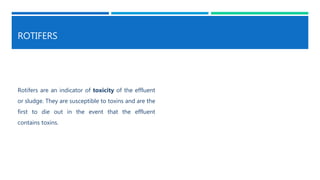 ROTIFERS
Rotifers are an indicator of toxicity of the effluent
or sludge. They are susceptible to toxins and are the
first to die out in the event that the effluent
contains toxins.
 