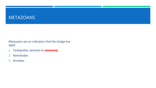 METAZOANS
Metazoans are an indication that the sludge has
aged.
1. Tardigrades: sensitive to ammonia.
2. Nematodes.
3. Annelids.
 