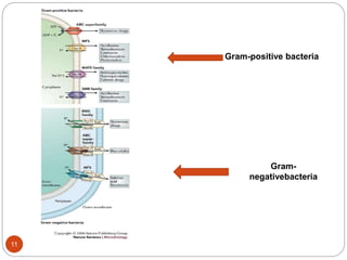 Gram-positive bacteria
Gram-
negativebacteria
11
 
