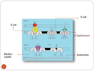 E.coli
E.coli
S.Typhimurium
Bacillus
subtilis
Eukaryotes
21
 