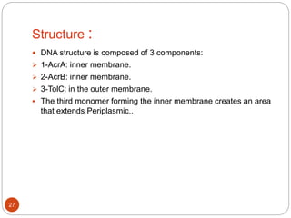 Structure :
 DNA structure is composed of 3 components:
 1-AcrA: inner membrane.
 2-AcrB: inner membrane.
 3-TolC: in the outer membrane.
 The third monomer forming the inner membrane creates an area
that extends Periplasmic..
27
 