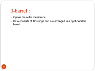 β-barrel :
 Opens the outer membrane.
 Beta consists of 12 strings and are arranged in a right-handed
barrel.
30
 
