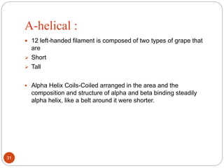 Α-helical :
 12 left-handed filament is composed of two types of grape that
are
 Short
 Tall
 Alpha Helix Coils-Coiled arranged in the area and the
composition and structure of alpha and beta binding steadily
alpha helix, like a belt around it were shorter.
31
 