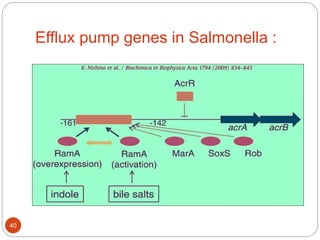 Efflux pump genes in Salmonella :
40
 