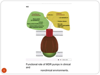Functional role of MDR pumps in clinical
and
nonclinical environments.5
 