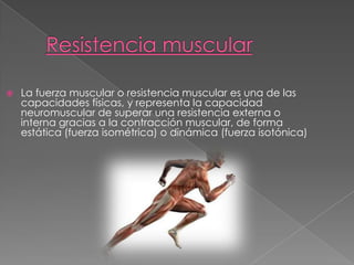 Resistencia muscular La fuerza muscular o resistencia muscular es una de las capacidades físicas, y representa la capacidad neuromuscular de superar una resistencia externa o interna gracias a la contracción muscular, de forma estática (fuerza isométrica) o dinámica (fuerza isotónica) 