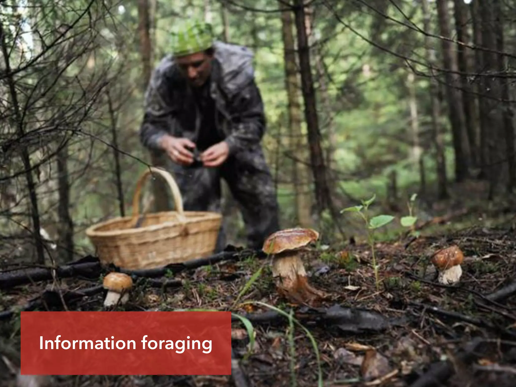 Information foraging
 