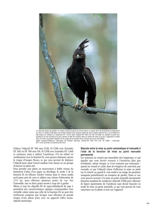 Il n'est pas facile de garder un oiseau cadré lorsqu'il se trouve dans un arbre dont les branches se balancent
au vent. La faible profondeur de champ signifie qu'à chaque rafale de vent l'oiseau devient flou. Ce problème a
été résolu en utilisant un Extender EF 1,4x@ avec l'objectif EF 500 mm f/4L IS USM, en mettant à profit son
autofocus et ses fonctions IS pour garder la tête de l'oiseau dans le cadre de mise au point. L'appareil à moitié
tenu en main, j'ai placé l'objectif sur le cadre de la portière de la voiture pour plus de netteté.
Aigle huppard·Réserve nationale de Buffalo Springs, Kenya·EF 500 mm f/4L IS USM + Extender
EF 1,4x@·priorité à l'ouverture AE·f/5,6

Utilisez l'objectif EF 300 mm f/2,8L IS USM avec Extender
EF 2xII ou EF 500 mm f/4L IS USM avec Extender EF 1,4xII
et continuez ainsi à utiliser l'autofocus. S'il est utilisé en
combinaison avec la fonction IS, vous pouvez diminuer encore
le risque d'images floues, ce qui vous permet de déplacer
l'objectif pour saisir l'envol soudain d'un oiseau ou un groupe
d'oiseaux en plein ciel.
Pour prendre une photo en mouvement à faible vitesse du
battement d'ailes d'un cygne au décollage, le mode 2 de la
fonction IS est efficace. Gardez l'oiseau dans le viseur tandis
qu'il passe près de vous et utilisez une vitesse d'obturation de
1/15 sec. pour effectuer plusieurs prises de vue. Sur
l'ensemble, une ou deux prises seront à coup sûr à garder.
Même si tous les objectifs EF de super-téléobjectif de type L
possèdent des caractéristiques optiques remarquables, leur
véritable valeur (ainsi que celle de la fonction IS) ne peut être
réellement comprise que lorsque vous effectuez de grands
tirages d'une photo prise avec un appareil reflex monoobjectif numérique.

Bascule entre la mise au point automatique et manuelle à
l'aide de la fonction de mise au point manuelle
permanente
Les animaux ne restent pas immobiles très longtemps, ce qui
signifie que vous devrez recourir à l'autofocus plus que
d'ordinaire, même lorsque ce n'est vraiment pas nécessaire :
quand un renard se cache dans les fougères du sous-bois, par
exemple, et que l'objectif refuse d'effectuer la mise au point
sur le renard, ou quand le vent soulève un nuage de poussière
masquant partiellement un troupeau de girafes. Dans ce cas,
vous pouvez recourir à la mise au point manuelle permanente
(fonction standard de nombreux objectifs USM) pour effectuer
de légers ajustements de l'autofocus sans devoir basculer en
mode de mise au point manuelle, ce qui vous permet de vous
concentrer sur la photo et non sur l'appareil.

160

 