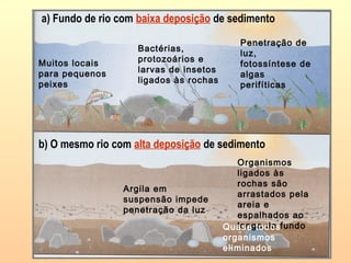 a) Fundo de rio com baixa deposição de sedimento
b) O mesmo rio com alta deposição de sedimento
Muitos locais
para pequenos
peixes
Bactérias,
protozoários e
larvas de insetos
ligados às rochas
Penetração de
luz,
fotossíntese de
algas
perifíticas
Argila em
suspensão impede
penetração da luz
Organismos
ligados às
rochas são
arrastados pela
areia e
espalhados ao
longo do fundoQuase todos
organismos
eliminados
 