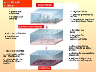 eutrofização
cultural OLIGOTRÓFICO
EUTRÓFICO
• pobre em
nutrientes
• fitoplâncton
limitado
• águas claras
• grande penetração
da luz
• vegetação aquática
submersa florescente
ENTRADA DE NUTRIENTES
• rico em nutrientes
• fitoplâncton
florescente
• turbidez da
água
• vegetação
aquática
submersa inibida
• rico em nutrientes
• renovação rápida
do fitoplâncton
• acumulação de
detritos de algas
mortas
• decompositores
alimentando-se sobre
detritos
• depleção do oxigênio
dissolvido
• peixes, moluscos e
crustáceos sufocando
 