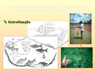 II.2 PRINCIPAIS IMPACTOS DO LANÇAMENTO
DE EFLUENTES NOS CORPOS D’ÁGUA
 EutrofizaçãoEutrofização
 