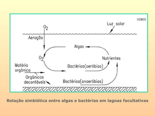 Relação simbiótica entre algas e bactérias em lagoas facultativas
 