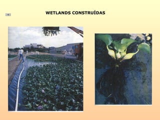 WETLANDS CONSTRUÍDAS
 