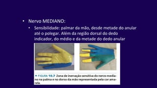 • Nervo MEDIANO:
• Sensibilidade: palmar da mão, desde metade do anular
até o polegar. Além da região dorsal do dedo
indicador, do médio e da metade do dedo anular
 