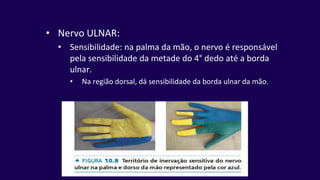 • Nervo ULNAR:
• Sensibilidade: na palma da mão, o nervo é responsável
pela sensibilidade da metade do 4° dedo até a borda
ulnar.
• Na região dorsal, dá sensibilidade da borda ulnar da mão.
 