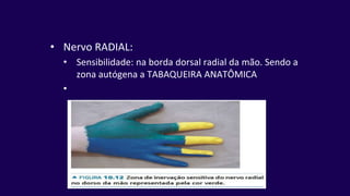• Nervo RADIAL:
• Sensibilidade: na borda dorsal radial da mão. Sendo a
zona autógena a TABAQUEIRA ANATÔMICA
•
 