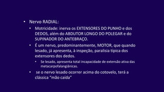 • Nervo RADIAL:
• Motricidade: inerva os EXTENSORES DO PUNHO e dos
DEDOS, além do ABDUTOR LONGO DO POLEGAR e do
SUPINADOR DO ANTEBRAÇO.
• É um nervo, predominantemente, MOTOR, que quando
lesado, já apresenta, à inspeção, paralisia típica dos
extensores dos dedos.
• Se lesado, apresenta total incapacidade de extensão ativa das
metacarpofalangiânicas.
• se o nervo lesado ocorrer acima do cotovelo, terá a
clássica “mão caída”
 