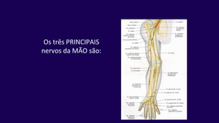 Os três PRINCIPAIS
nervos da MÃO são:
 