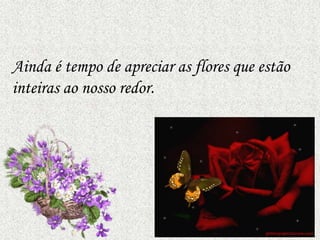 Ainda é tempo de apreciar as flores que estão
inteiras ao nosso redor.
 