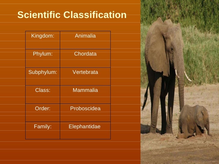 Asian Elephant Classification Chart