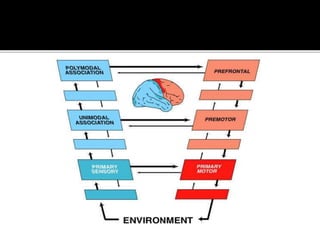 Executive Function of Brain | PPTX