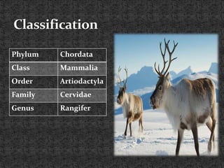 Phylum Chordata
Class Mammalia
Order Artiodactyla
Family Cervidae
Genus Rangifer
 
