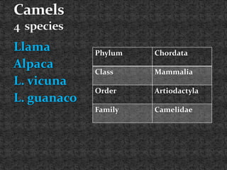 Llama
Alpaca
L. vicuna
L. guanaco
Phylum Chordata
Class Mammalia
Order Artiodactyla
Family Camelidae
 