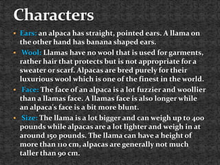  Ears: an alpaca has straight, pointed ears. A llama on
the other hand has banana shaped ears.
 Wool: Llamas have no wool that is used for garments,
rather hair that protects but is not appropriate for a
sweater or scarf. Alpacas are bred purely for their
luxurious wool which is one of the finest in the world.
 Face: The face of an alpaca is a lot fuzzier and woollier
than a llamas face. A llamas face is also longer while
an alpaca's face is a bit more blunt.
 Size: The llama is a lot bigger and can weigh up to 400
pounds while alpacas are a lot lighter and weigh in at
around 150 pounds. The llama can have a height of
more than 110 cm, alpacas are generally not much
taller than 90 cm.
 