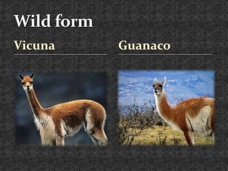 Vicuna Guanaco
 