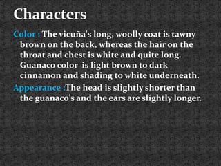 Color : The vicuña's long, woolly coat is tawny
brown on the back, whereas the hair on the
throat and chest is white and quite long.
Guanaco color is light brown to dark
cinnamon and shading to white underneath.
Appearance :The head is slightly shorter than
the guanaco's and the ears are slightly longer.
 