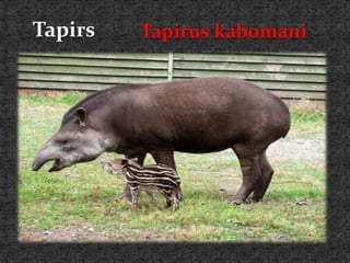 Tapirs Tapirus kabomani
 