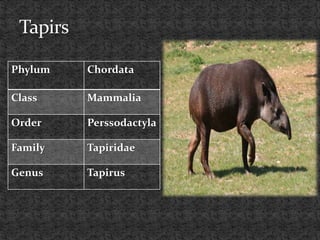 Phylum Chordata
Class Mammalia
Order Perssodactyla
Family Tapiridae
Genus Tapirus
 