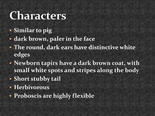  Similar to pig
 dark brown, paler in the face
 The round, dark ears have distinctive white
edges
 Newborn tapirs have a dark brown coat, with
small white spots and stripes along the body
 Short stubby tail
 Herbivorous
 Proboscis are highly flexible
 
