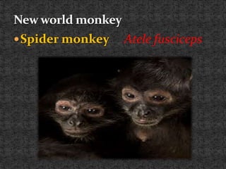 Spider monkey Atele fusciceps
 