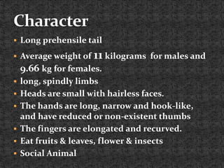  Long prehensile tail
 Average weight of 11 kilograms for males and
9.66 kg for females.
 long, spindly limbs
 Heads are small with hairless faces.
 The hands are long, narrow and hook-like,
and have reduced or non-existent thumbs
 The fingers are elongated and recurved.
 Eat fruits & leaves, flower & insects
 Social Animal
 