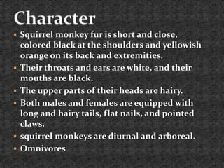  Squirrel monkey fur is short and close,
colored black at the shoulders and yellowish
orange on its back and extremities.
 Their throats and ears are white, and their
mouths are black.
 The upper parts of their heads are hairy.
 Both males and females are equipped with
long and hairy tails, flat nails, and pointed
claws.
 squirrel monkeys are diurnal and arboreal.
 Omnivores
 