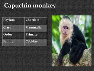 Phylum Chordata
Class Mammalia
Order Primate
Family Cebidae
 