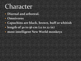  Diurnal and arboreal.
 Omnivores
 Capuchins are black, brown, buff or whitish
 length of 30 to 56 cm (12 to 22 in)
 most intelligent New World monkeys
 