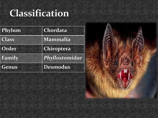 Phylum Chordata
Class Mammalia
Order Chiroptera
Family Phyllostomidae
Genus Desmodus
 
