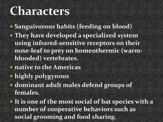  Sanguivorous habits (feeding on blood)
 They have developed a specialized system
using infrared-sensitive receptors on their
nose-leaf to prey on homeothermic (warm-
blooded) vertebrates.
 native to the Americas
 highly polygynous
 dominant adult males defend groups of
females.
 It is one of the most social of bat species with a
number of cooperative behaviors such as
social grooming and food sharing.
 