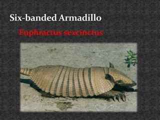 Euphractus sexcinctus
 