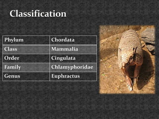 Phylum Chordata
Class Mammalia
Order Cingulata
Family Chlamyphoridae
Genus Euphractus
 