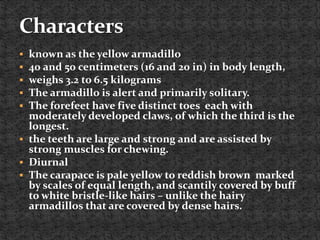  known as the yellow armadillo
 40 and 50 centimeters (16 and 20 in) in body length,
 weighs 3.2 to 6.5 kilograms
 The armadillo is alert and primarily solitary.
 The forefeet have five distinct toes each with
moderately developed claws, of which the third is the
longest.
 the teeth are large and strong and are assisted by
strong muscles for chewing.
 Diurnal
 The carapace is pale yellow to reddish brown marked
by scales of equal length, and scantily covered by buff
to white bristle-like hairs – unlike the hairy
armadillos that are covered by dense hairs.
 