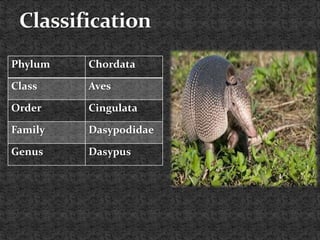 Phylum Chordata
Class Aves
Order Cingulata
Family Dasypodidae
Genus Dasypus
 