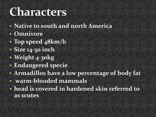  Native to south and north America
 Omnivore
 Top speed 48km/h
 Size 14-30 inch
 Weight 4-30kg
 Endangered specie
 Armadillos have a low percentage of body fat
 warm-blooded mammals
 head is covered in hardened skin referred to
as scutes
 