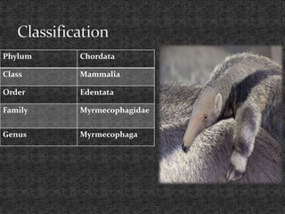 Phylum Chordata
Class Mammalia
Order Edentata
Family Myrmecophagidae
Genus Myrmecophaga
 