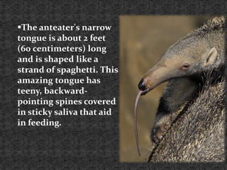 The anteater's narrow
tongue is about 2 feet
(60 centimeters) long
and is shaped like a
strand of spaghetti. This
amazing tongue has
teeny, backward-
pointing spines covered
in sticky saliva that aid
in feeding.
 