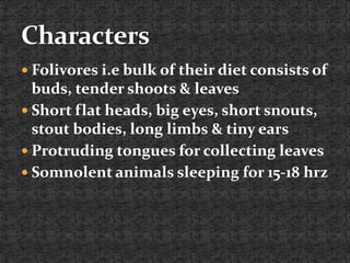  Folivores i.e bulk of their diet consists of
buds, tender shoots & leaves
 Short flat heads, big eyes, short snouts,
stout bodies, long limbs & tiny ears
 Protruding tongues for collecting leaves
 Somnolent animals sleeping for 15-18 hrz
 