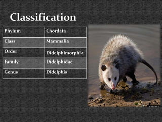 Phylum Chordata
Class Mammalia
Order Didelphimorphia
Family Didelphidae
Genus Didelphis
 